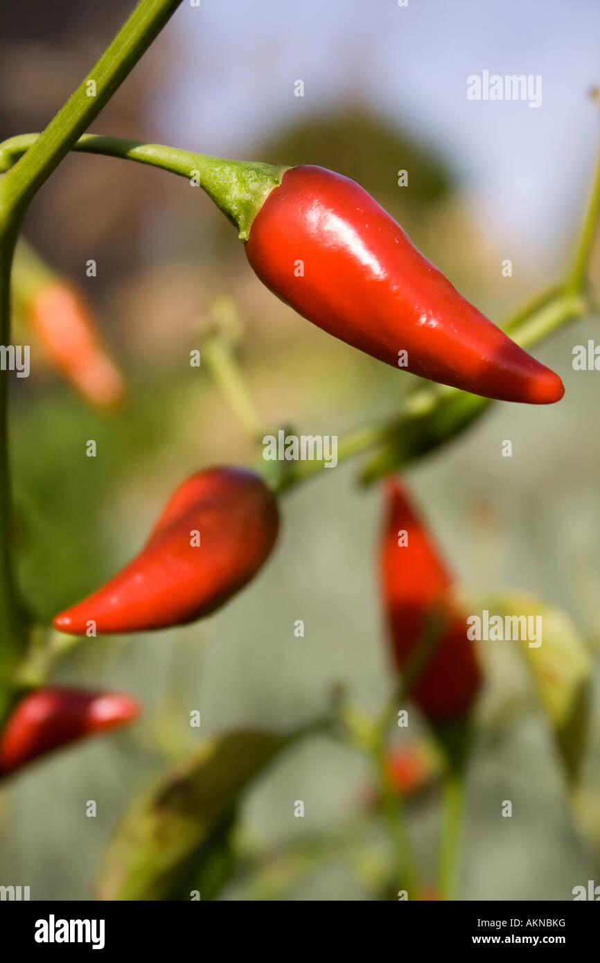 Chili Peppers hanging in the bush outdoors Stock Photo