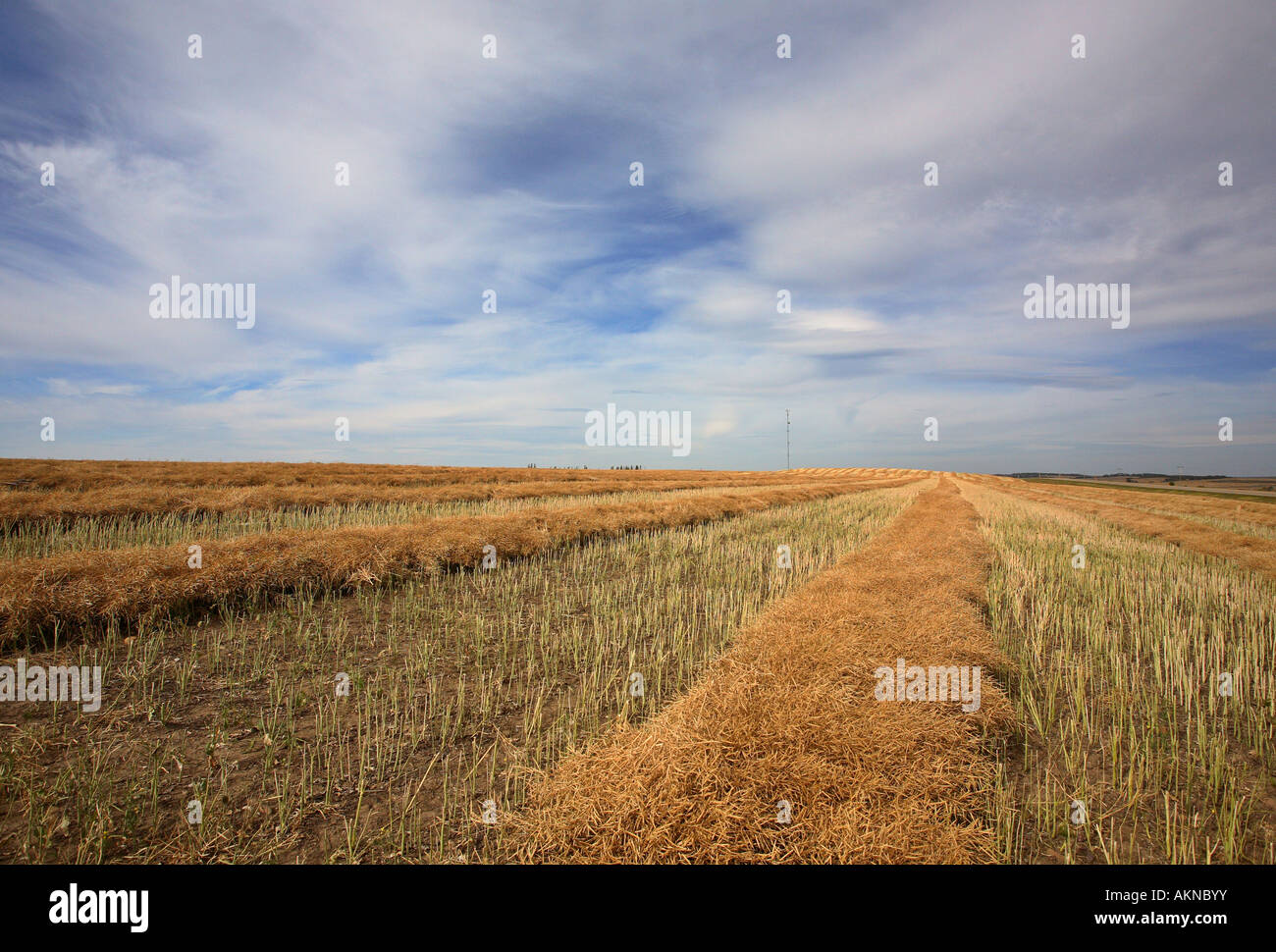 Canola swathes during Saskatchewan harvest Stock Photo
