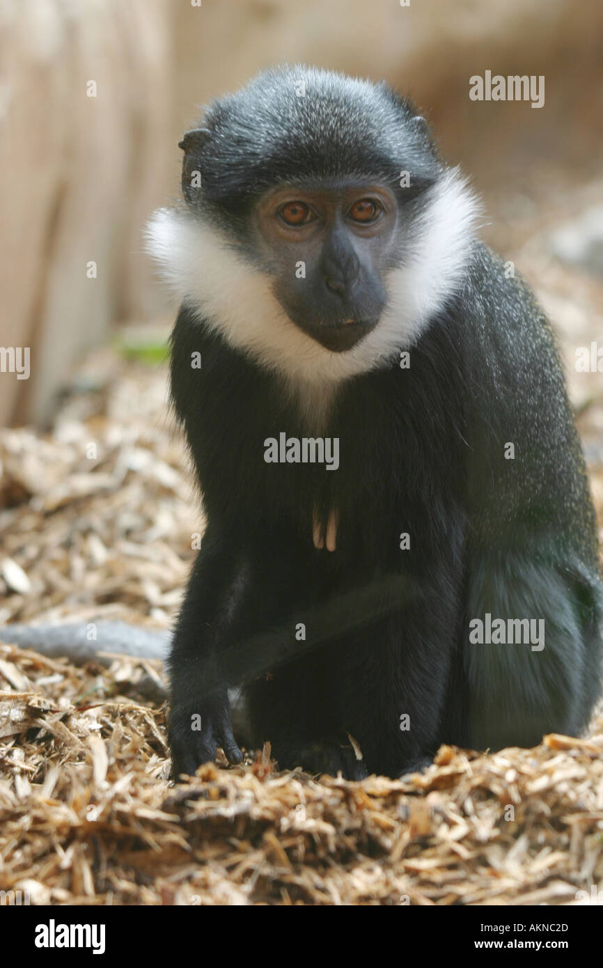 White bearded monkey hi-res stock photography and images - Alamy