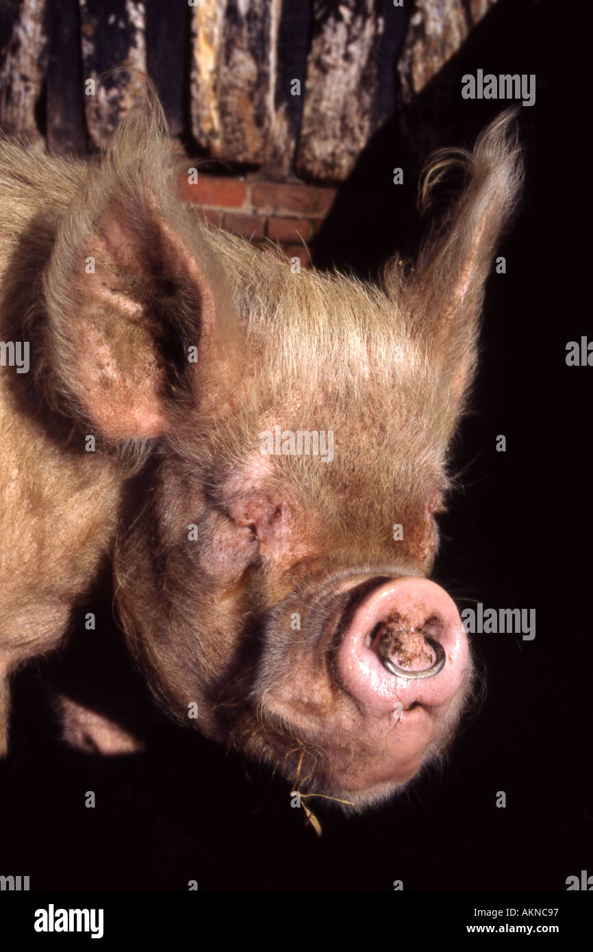 Middle white pig in sty Stock Photo