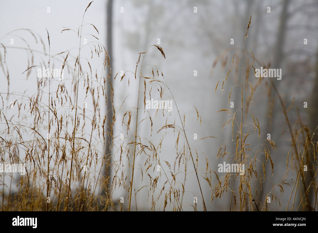 Thick fog obscures the trees behind the dead heads of Deschampsia caespitosa Stock Photo