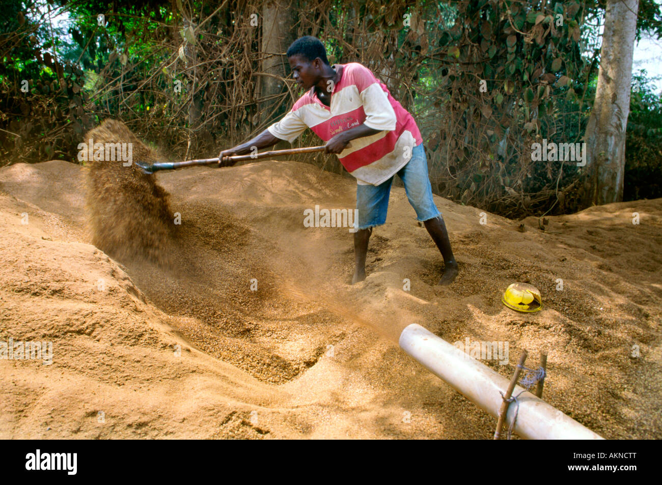 Workers tend to a machine that removes the husk on cocoa beans in Cote d'Ivoire Stock Photo