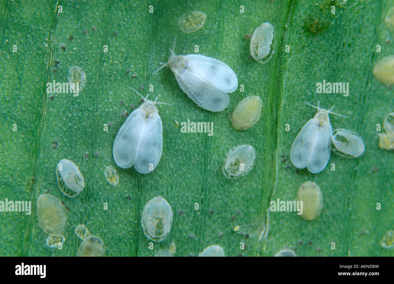 Cabbage whitefly Aleyrodes proletella adults laval stages and pupae