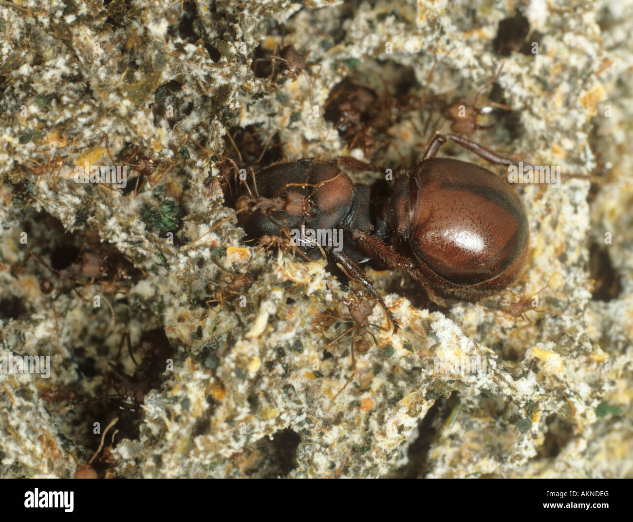 Leaf cutter ant Atta laevigata queen with workers and soldiers on their garden of fungus Stock Photo