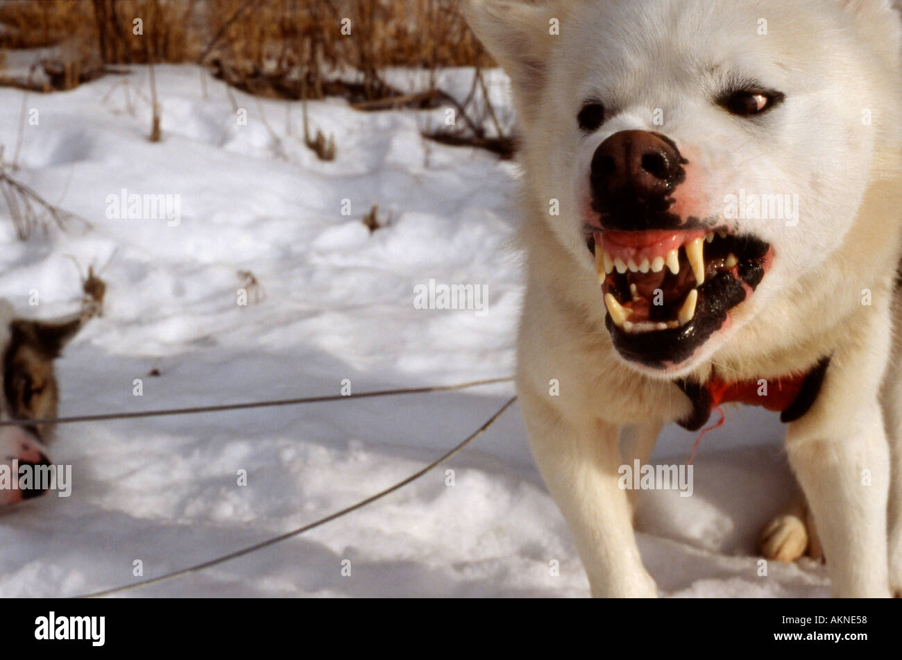 How Does A Dog Show Dominance Over Another Dog