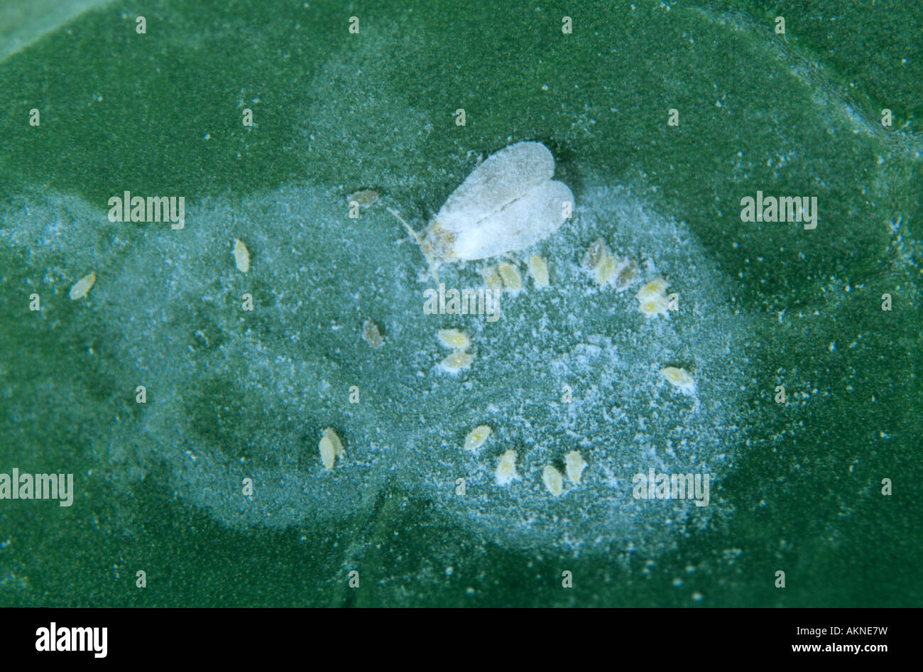 Cabbage white laying eggs hires stock photography and images Alamy