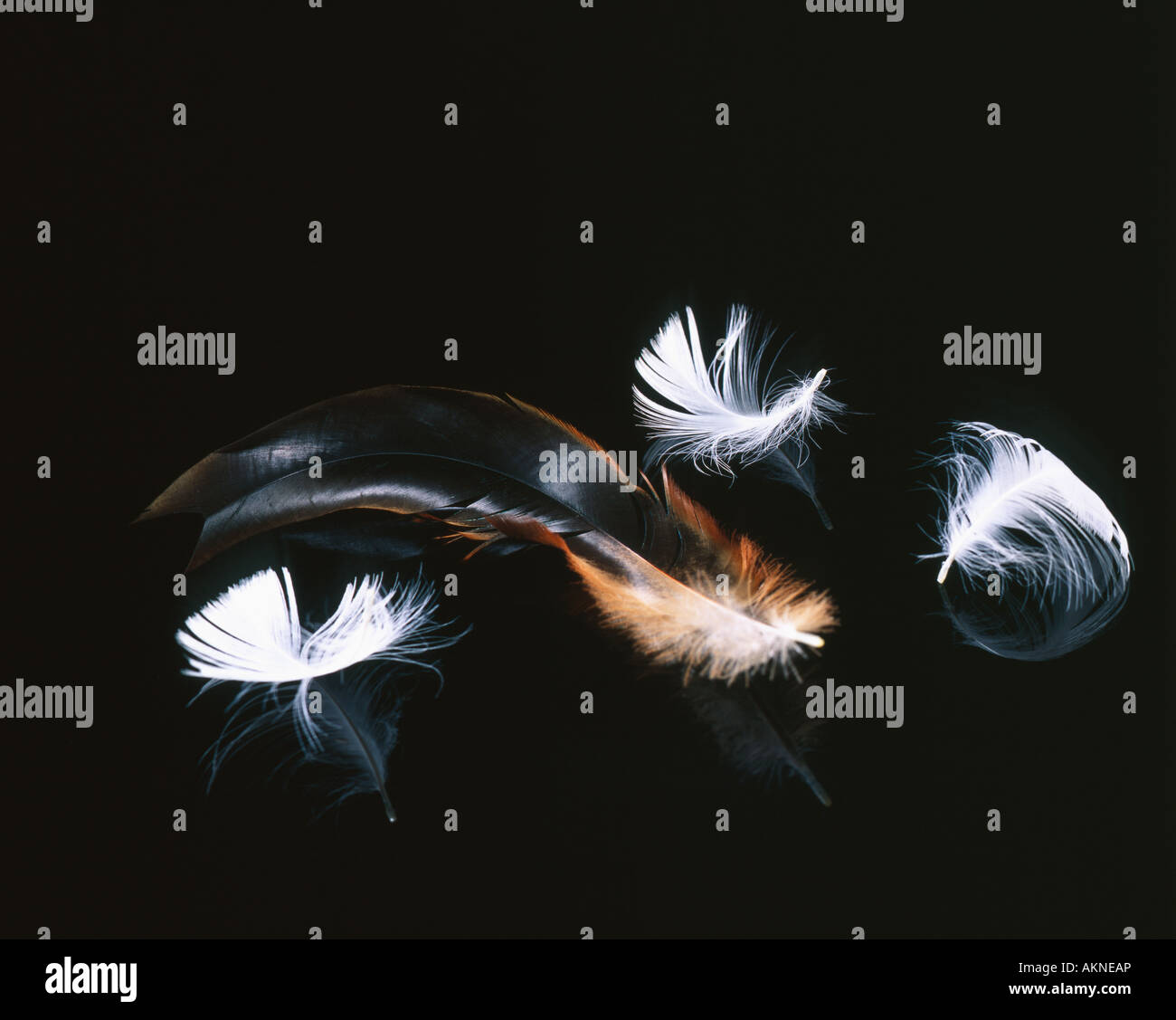 FEATHERS ON A BLACK BACKGROUND WITH REFLECTIONS Stock Photo - Alamy