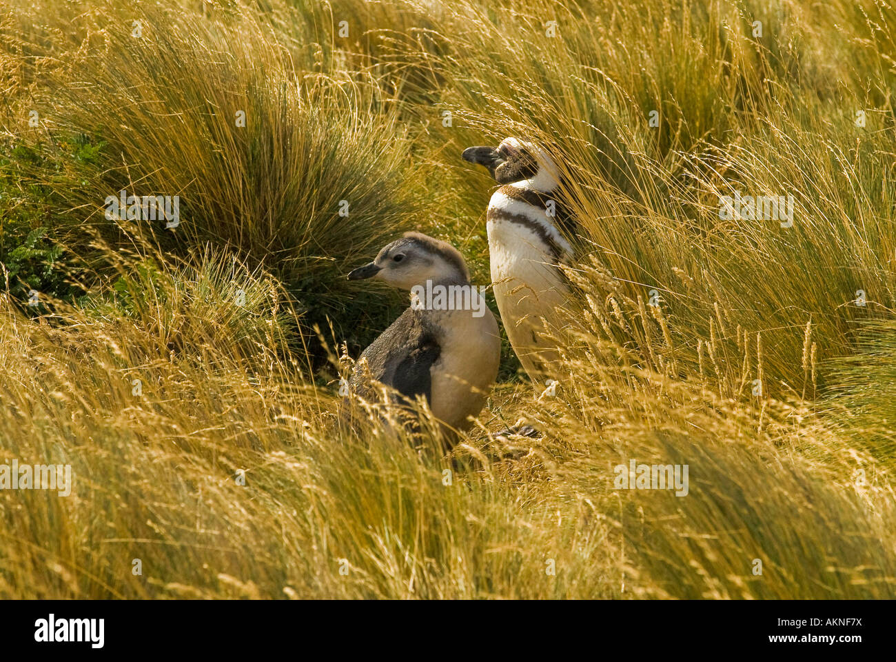 Magellanic Penguins on the Straits of Magellan near Punta Arenas, Chile ...