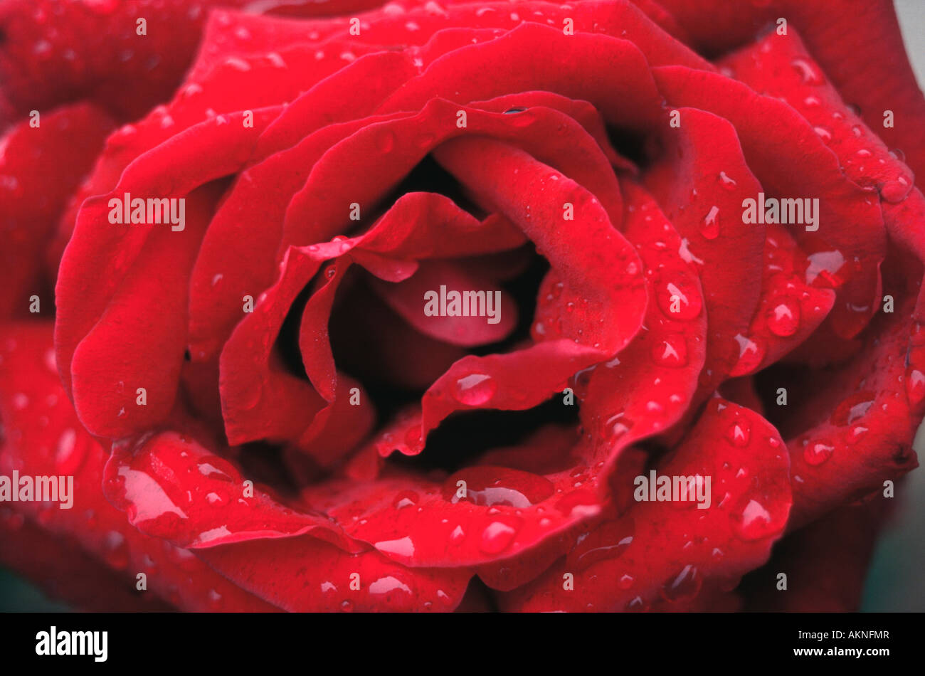 Dewdrop rose hi-res stock photography and images - Alamy
