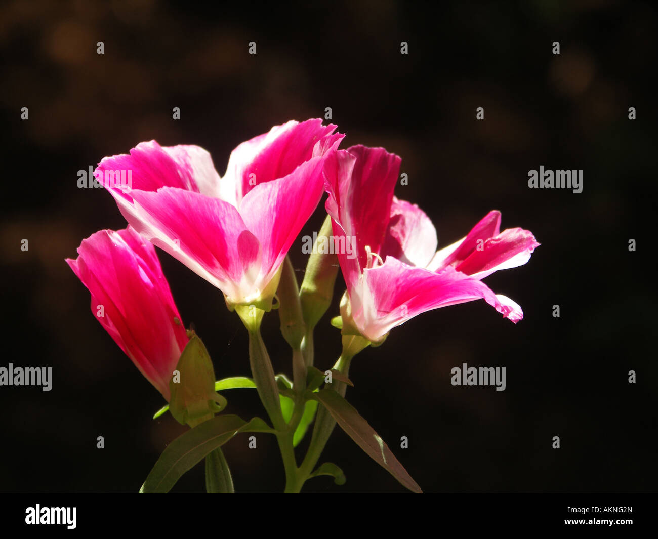 wildflower Godetia Clarkia amoena Stock Photo Alamy