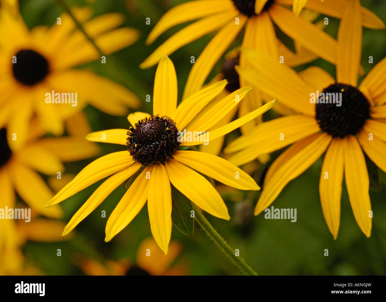 Rudbeckia fulgida var. deamii Stock Photo - Alamy