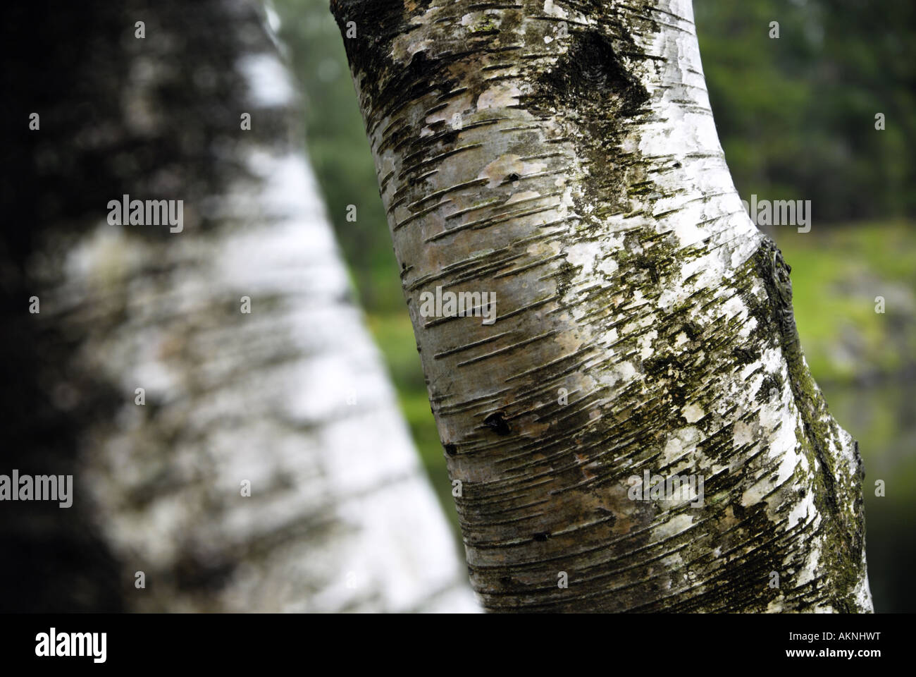 two silver birch trunks Stock Photo Alamy