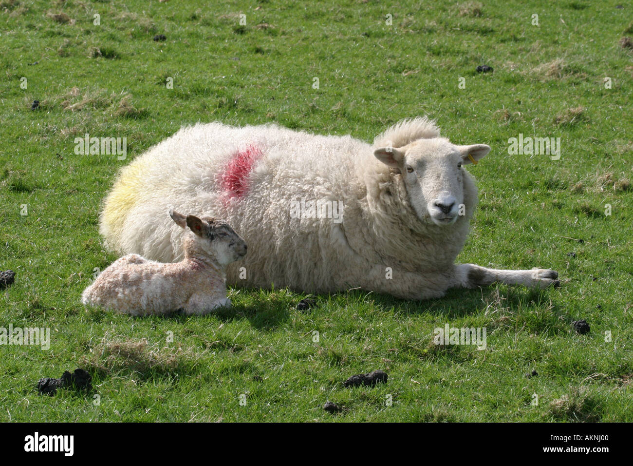 new born lamb and mother Stock Photo - Alamy