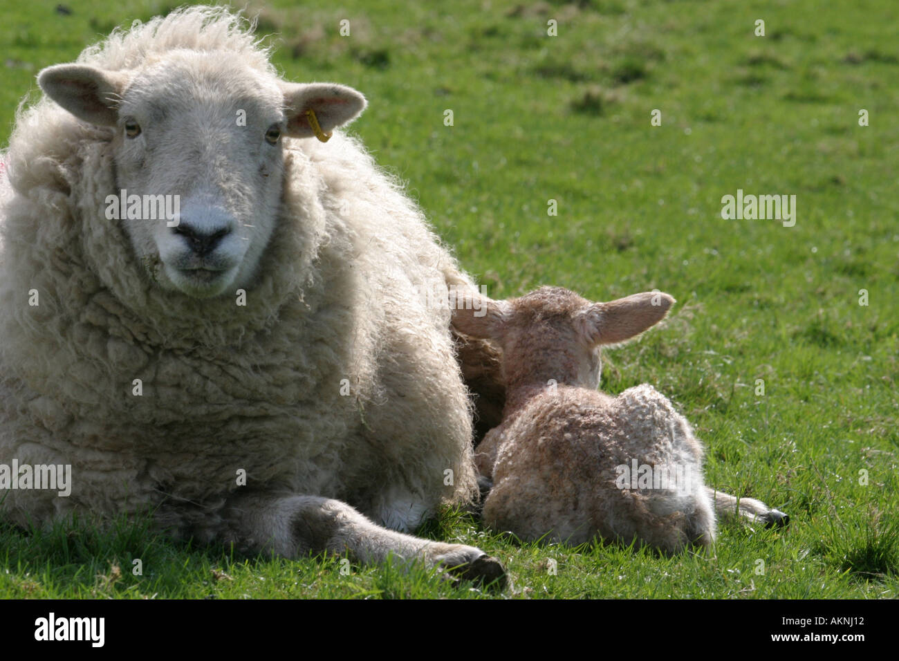 new born lamb and mother Stock Photo - Alamy