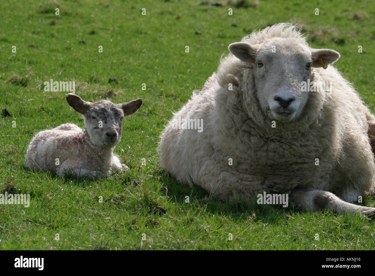 new born lamb and mother Stock Photo - Alamy