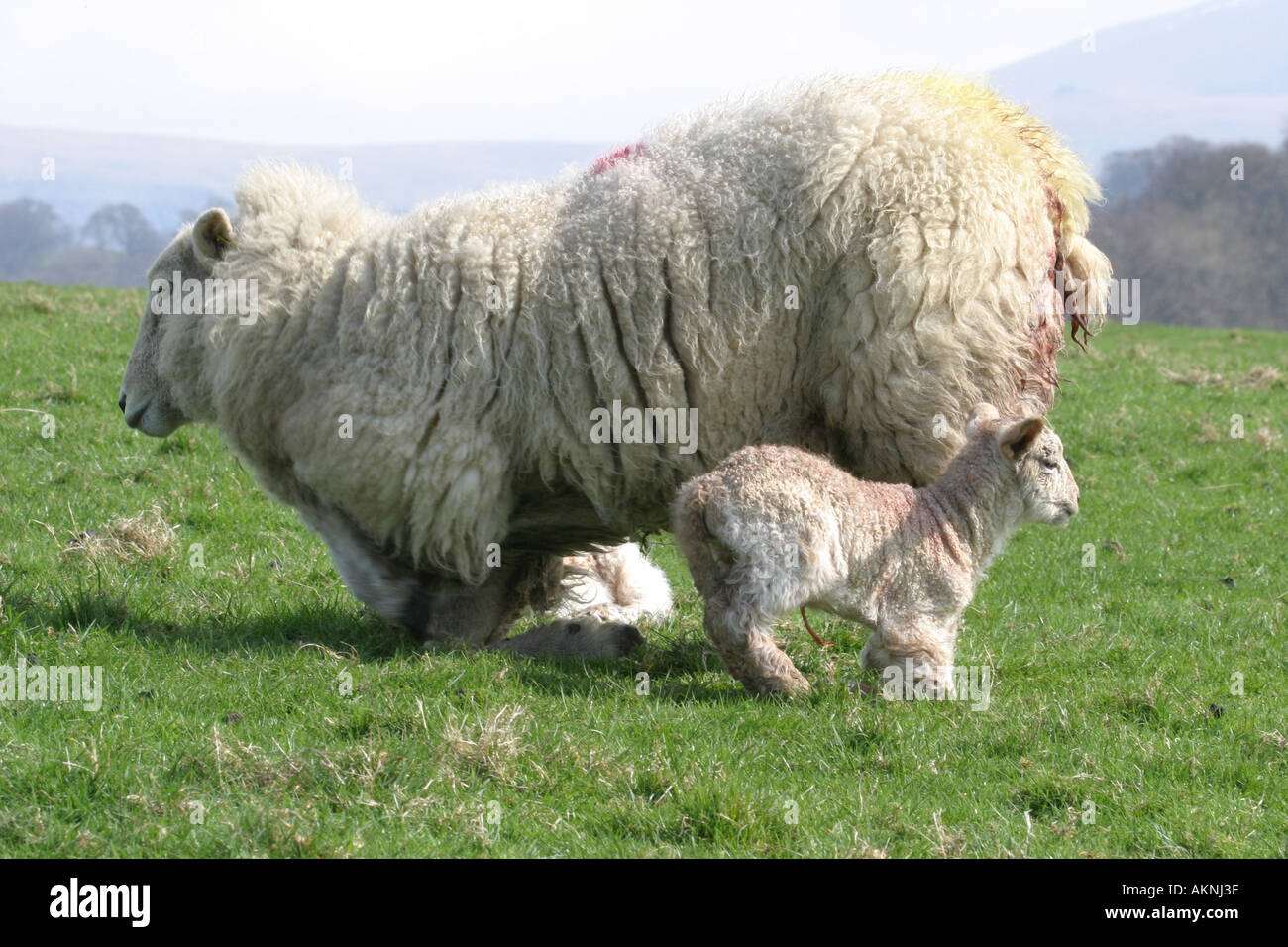 new born lamb and mother getting up Stock Photo - Alamy