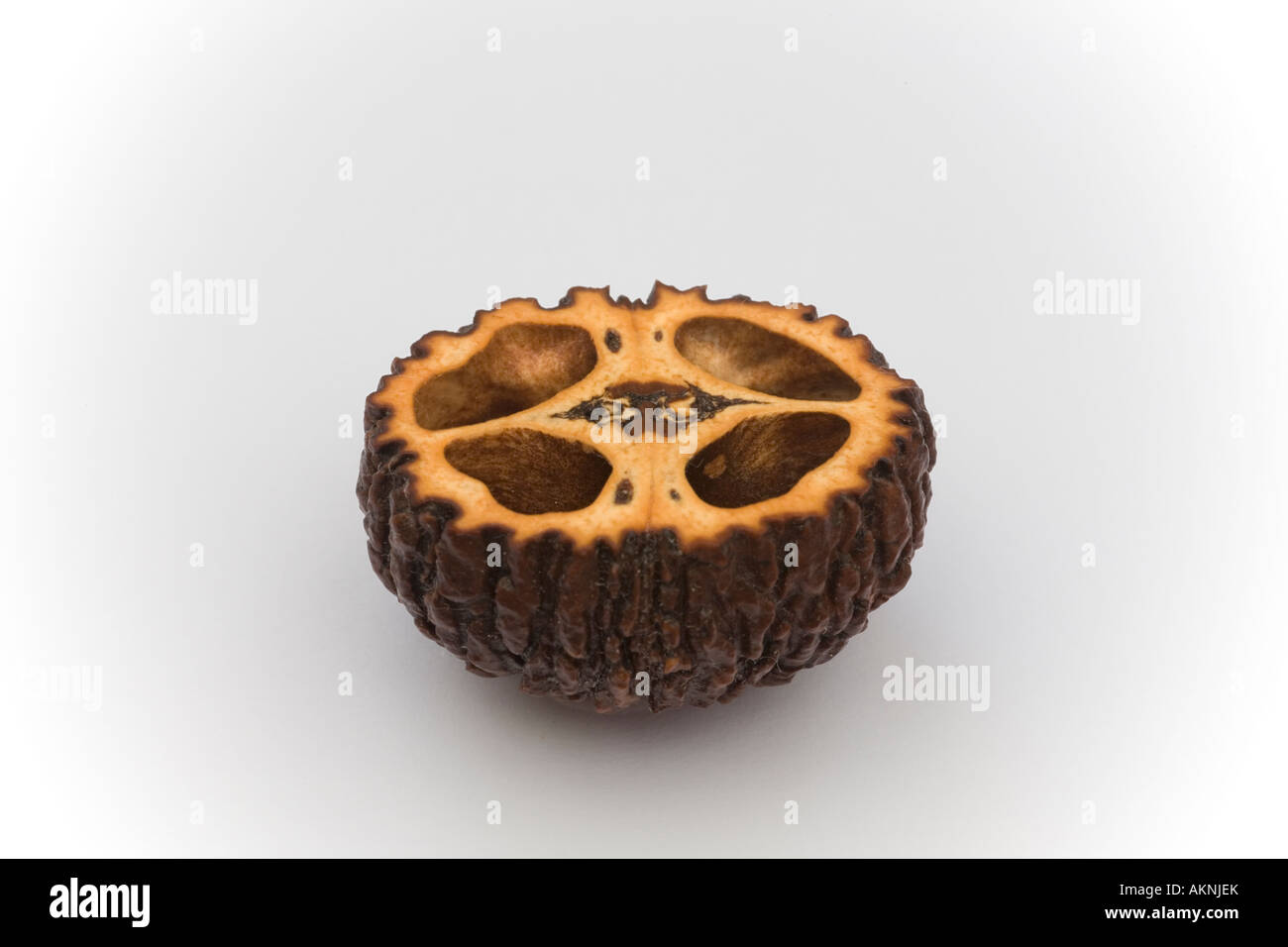 A cross section of a nut of the Black Walnut (Juglans nigra). Macrophotographie d'une coupe de noix de noyer noir (France). Stock Photo