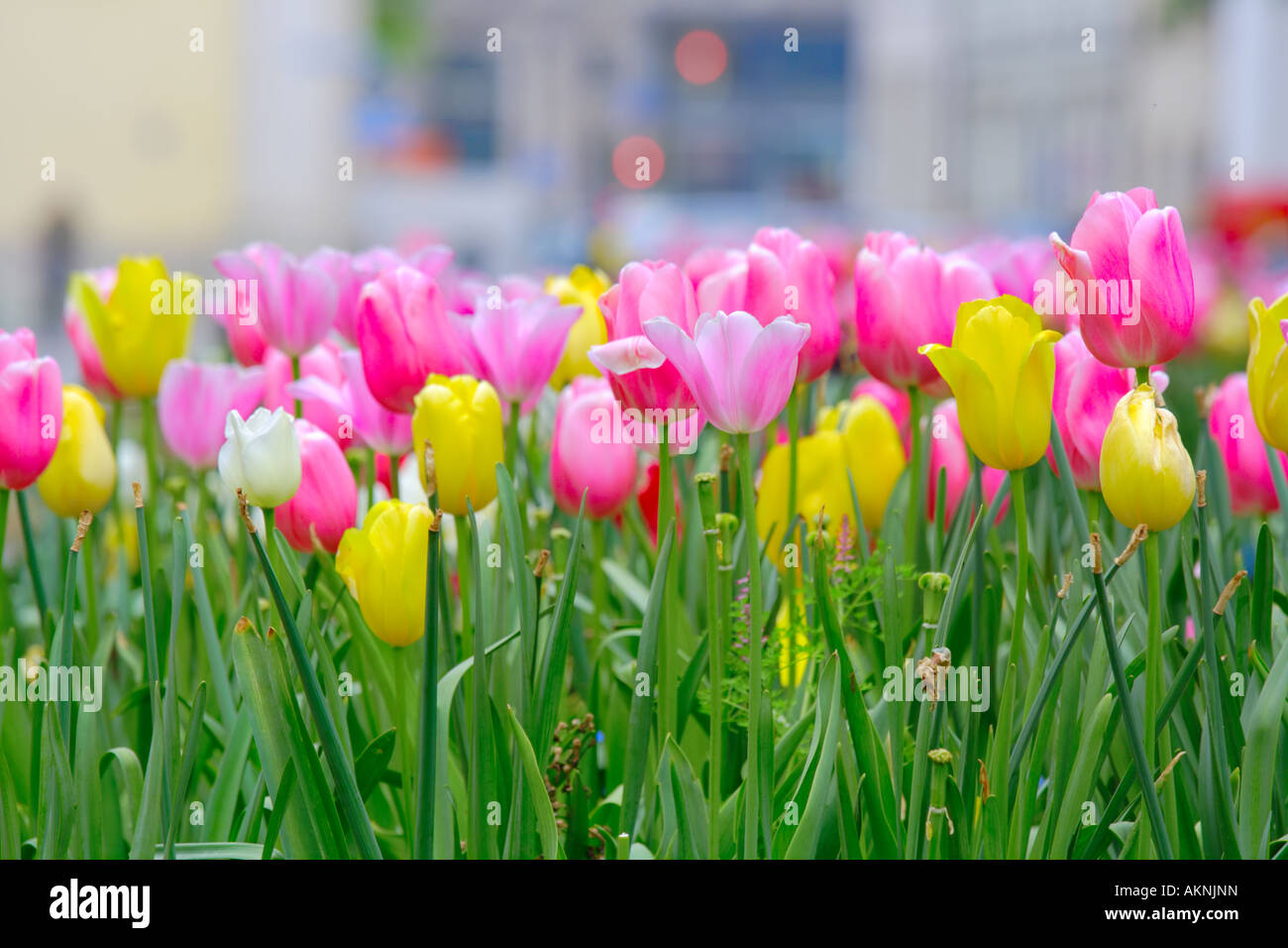 Bunch of yellow and pink tulips Stock Photo - Alamy
