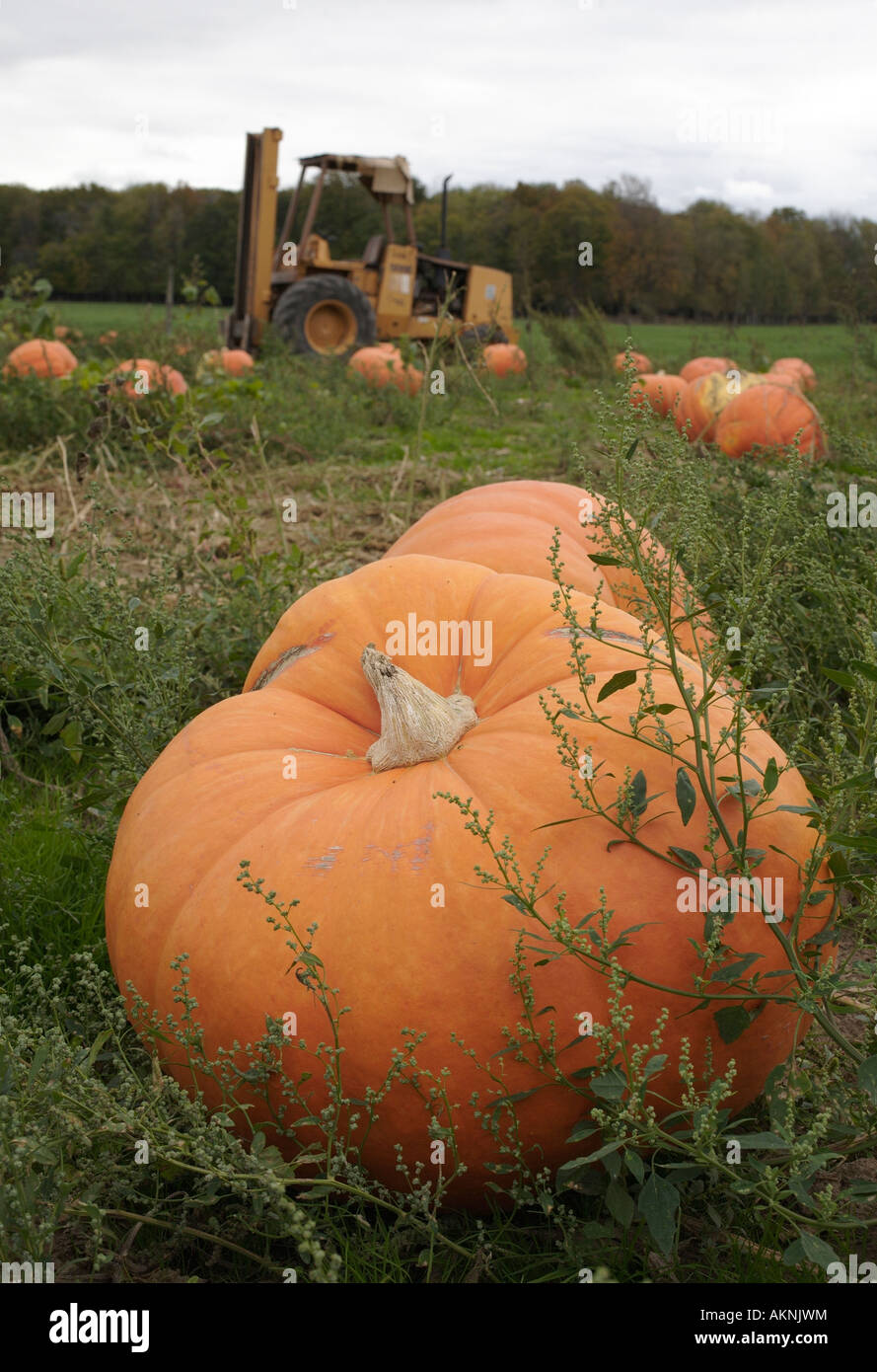 Giant pumpkin in pumpkin patch. New York State, USA Stock Photo
