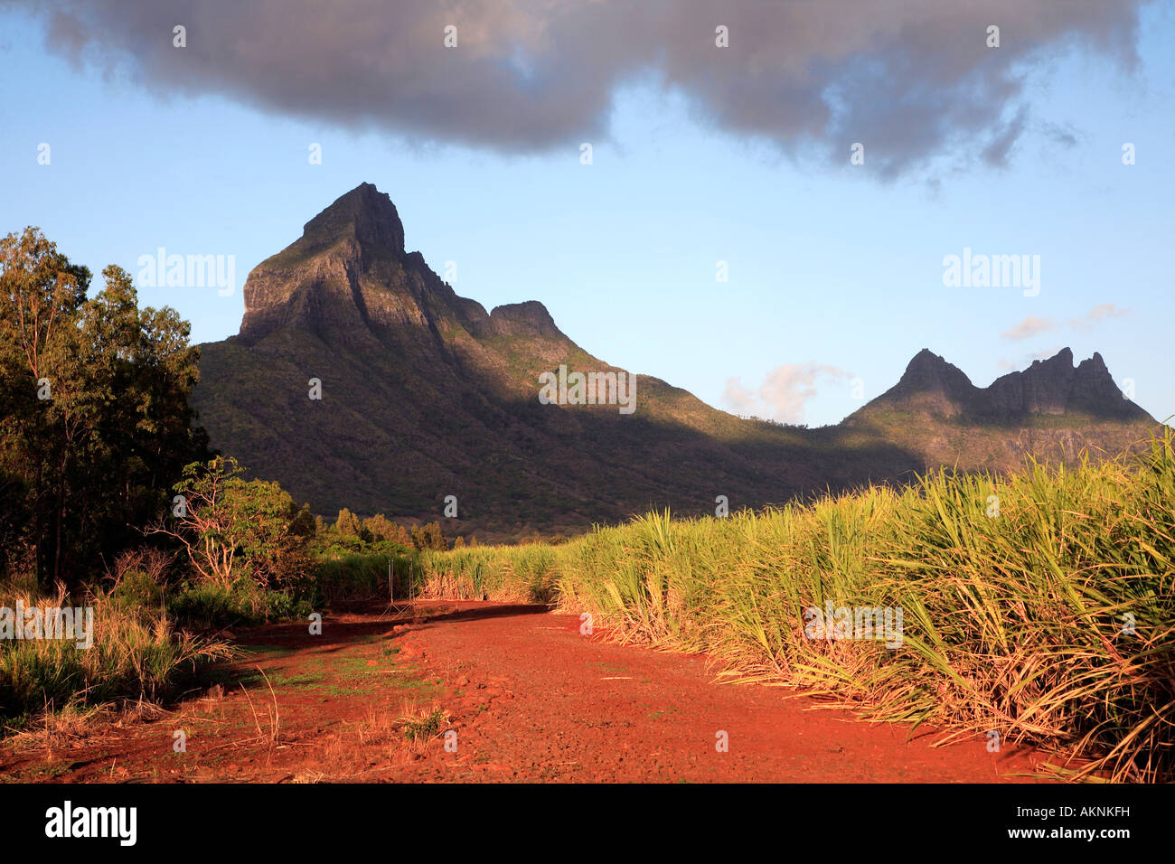 Mauritius Montagne du Rempart mountain sugarcane field Stock Photo Alamy