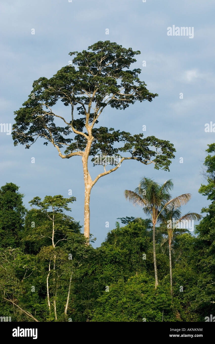 Emergent Rainforest Tree, Mamiraua Ecological Reserve, Amazon, BRAZIL