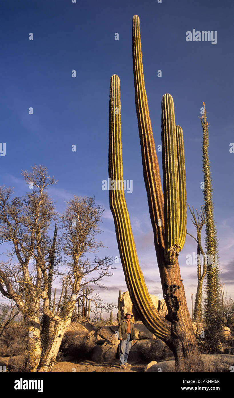 Cardon cactus, elephant tree in Desierto Central near Rosarito, Baja California, Mexico Stock Photo
