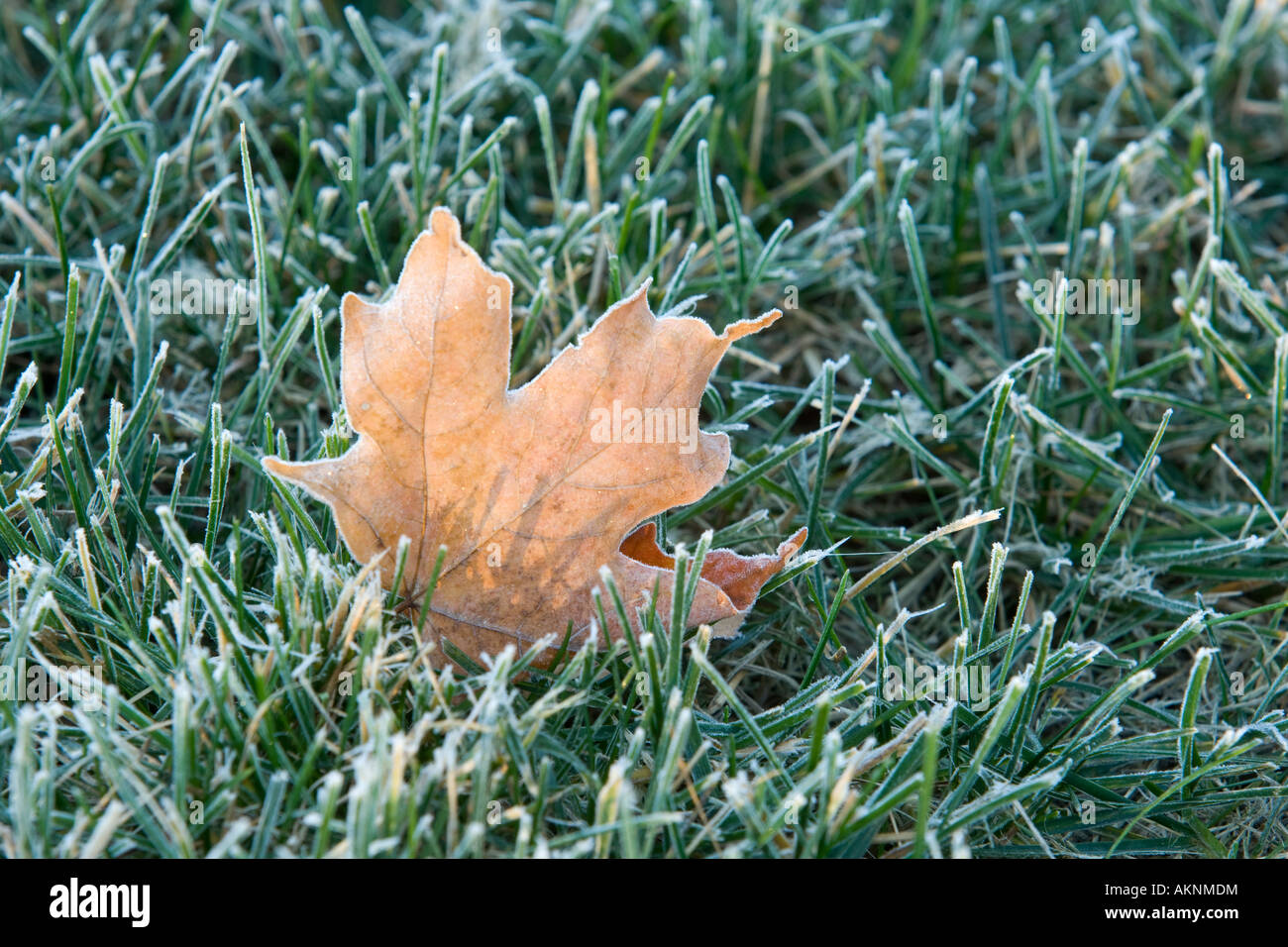 Dead leaf on frosty grass Stock Photo Alamy