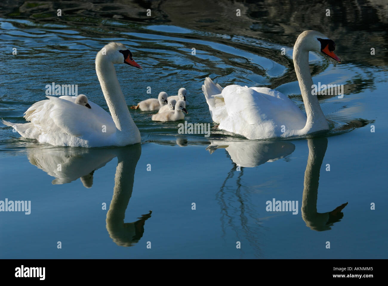 Черный и белый лебедь. Those swans. Those swans. Белый и черный лебедь фотосессия. Those swans.