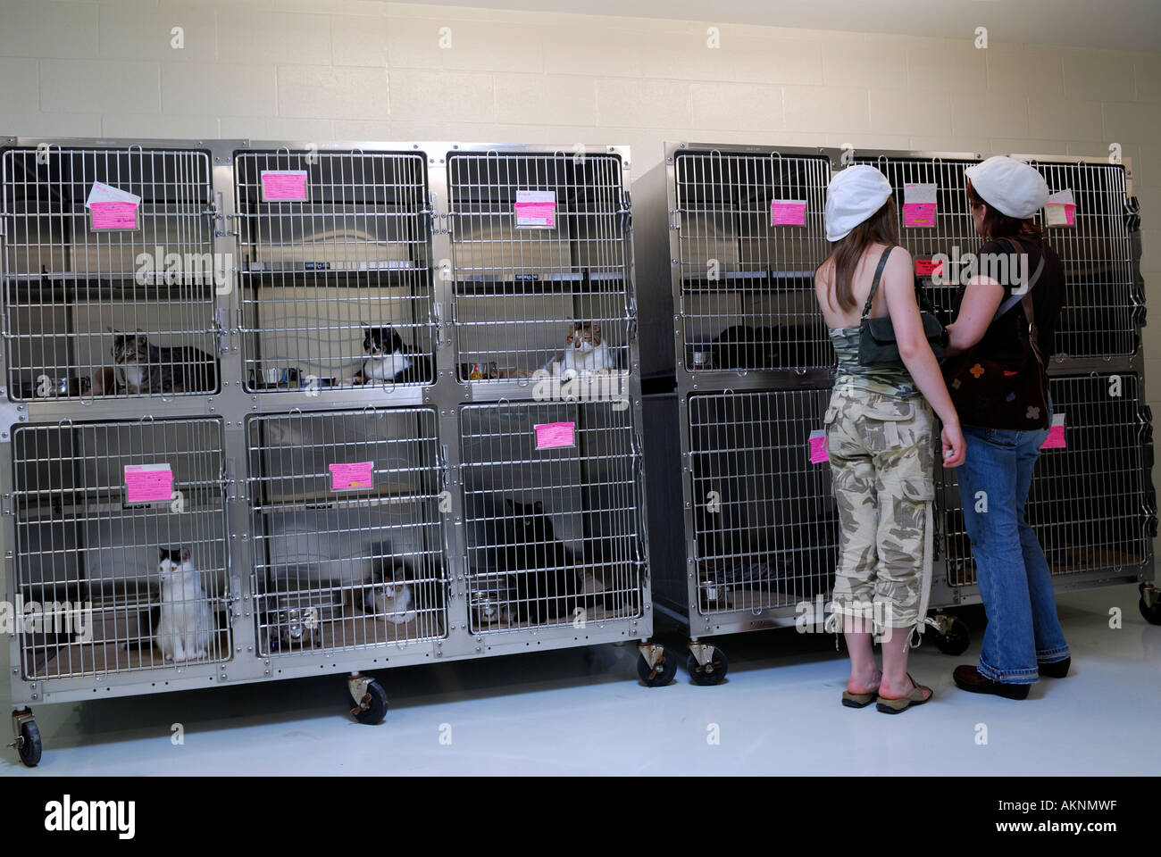 Two women adopting a cat at the Toronto Animal Shelter with cats in cages Stock Photo
