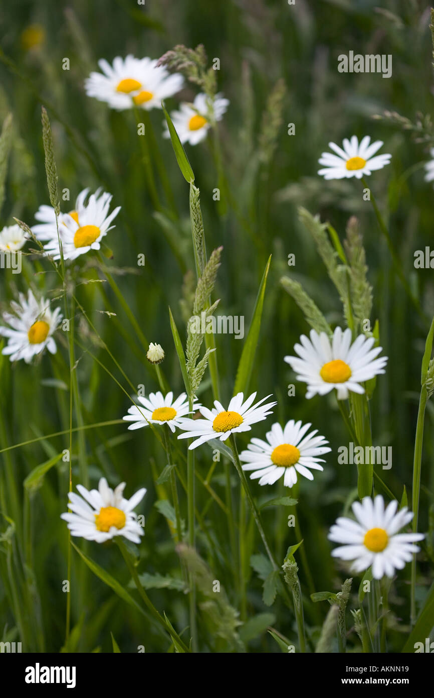 Daisy flowers amongst grass Oxfordshire United Kingdom Stock Photo Alamy