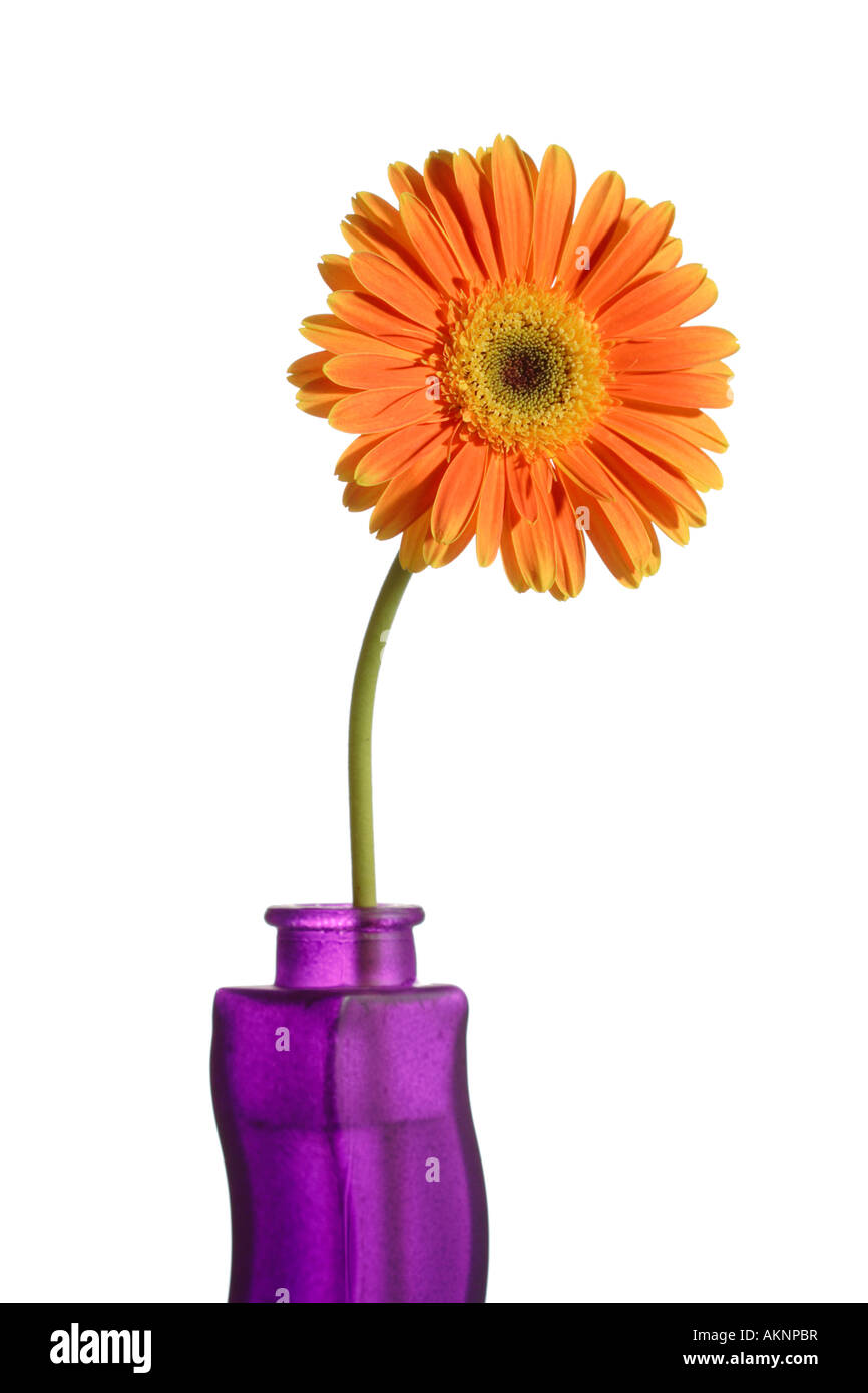 Gerbera flower in a vase isolated Stock Photo Alamy