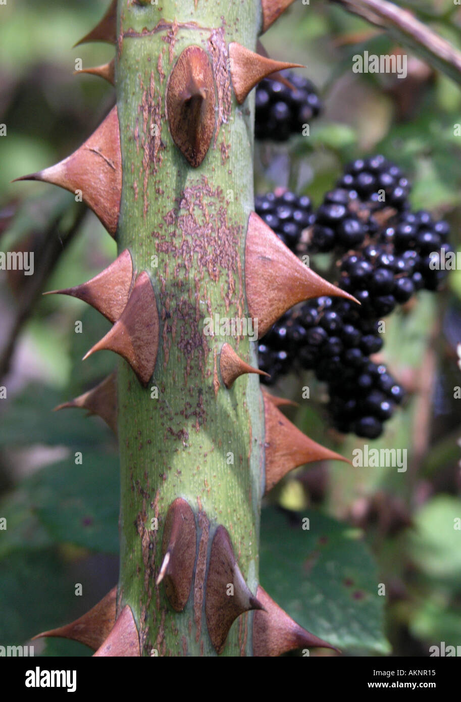 blackberries and thorns Stock Photo Alamy