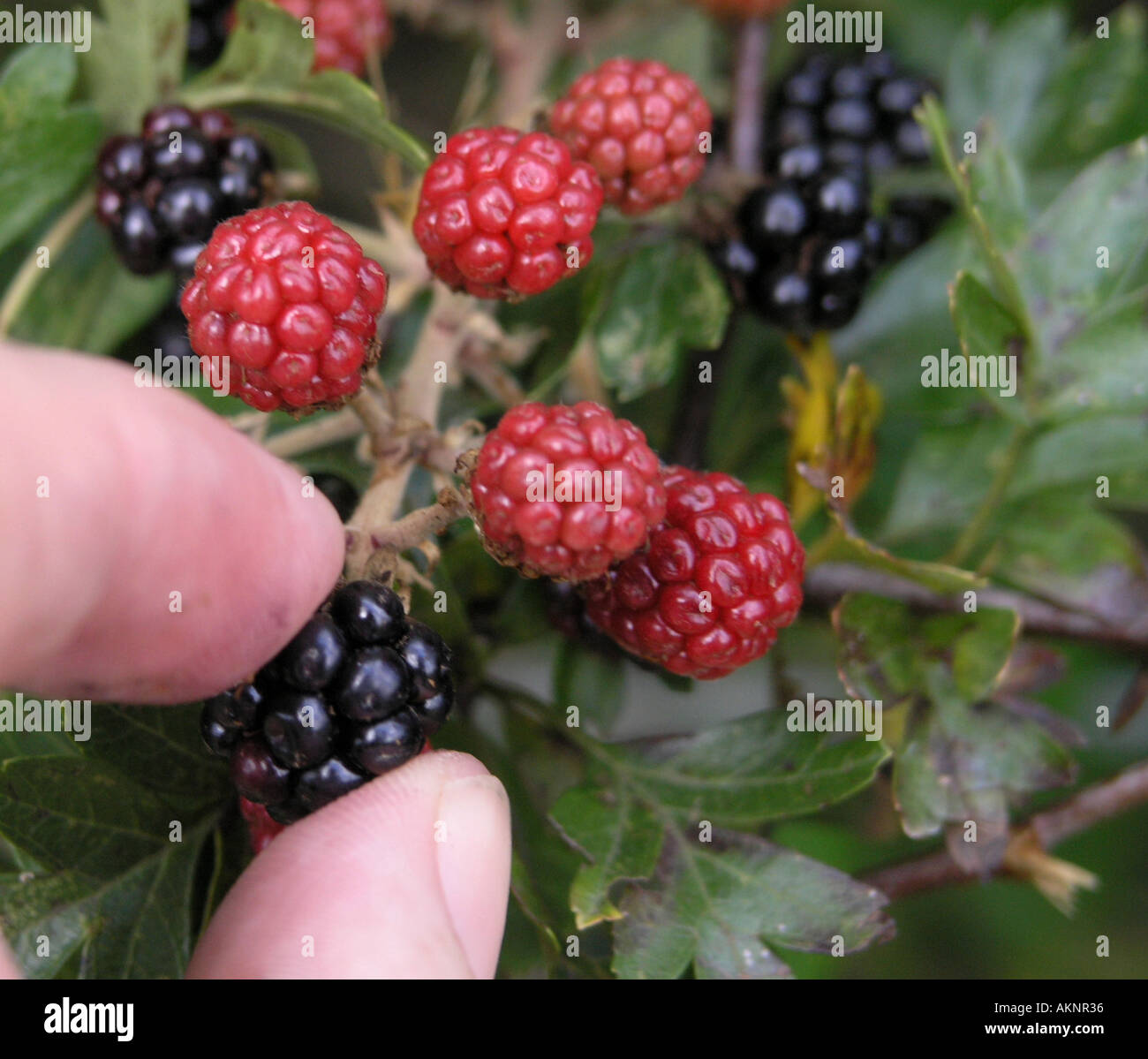 Hand picking blackberries Stock Photo Alamy