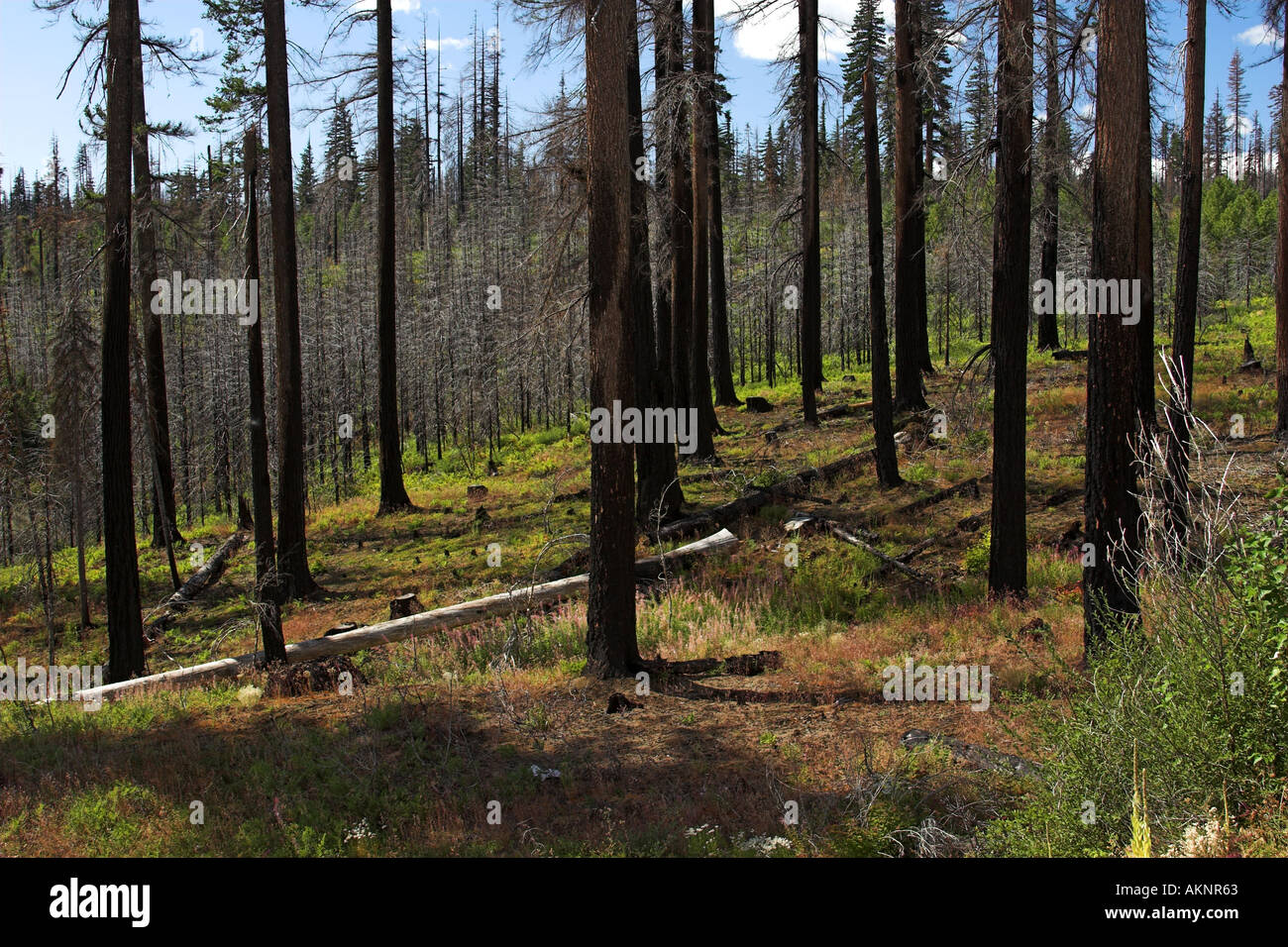 B And B Forest Fire Recovery After Two Years Stock Photo - Alamy