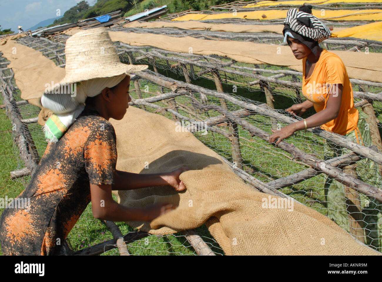 Ethiopia coffee drying hires stock photography and images Alamy