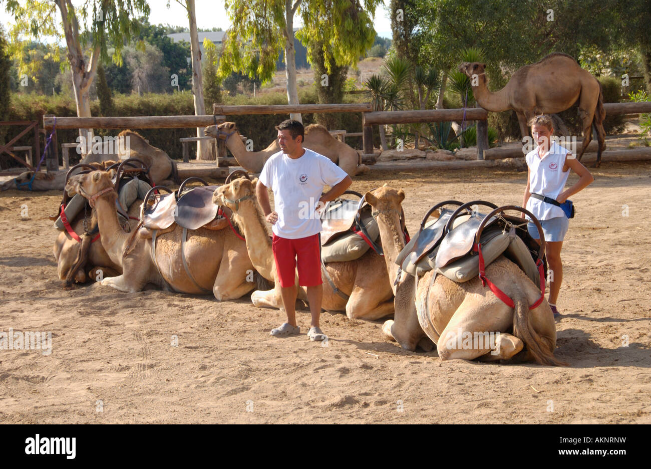 Camels and handlers at Camel Park in Mazotos on the Mediterranean ...