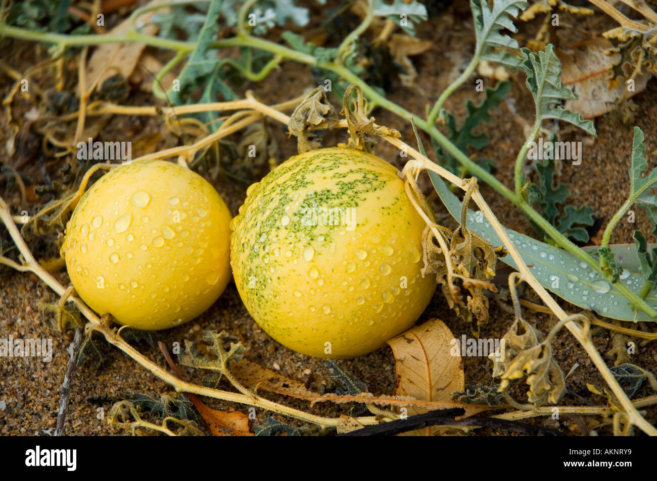Wild melons hires stock photography and images Alamy