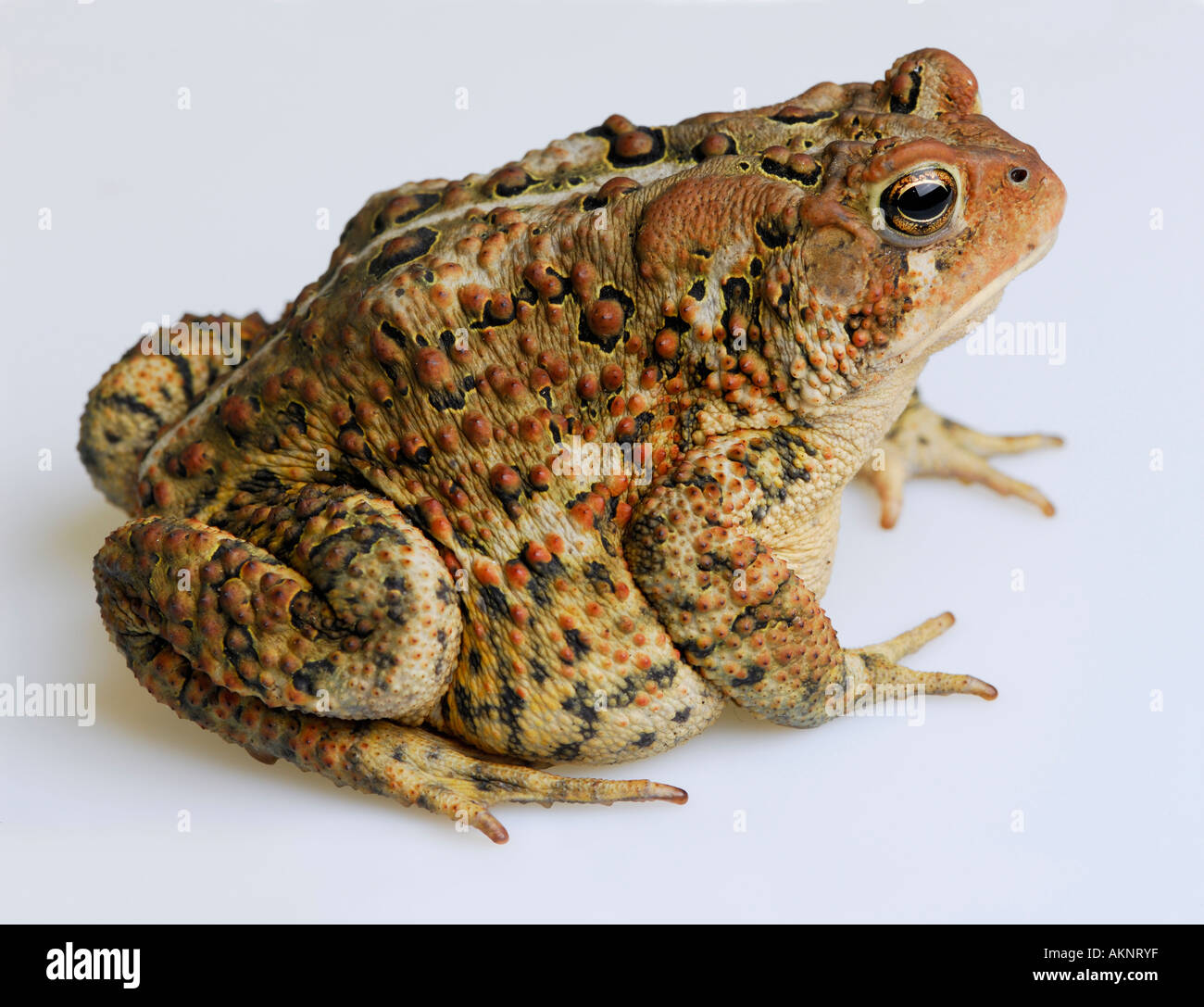 Right side view of ugly American Toad  Bufo americanus on white background Stock Photo