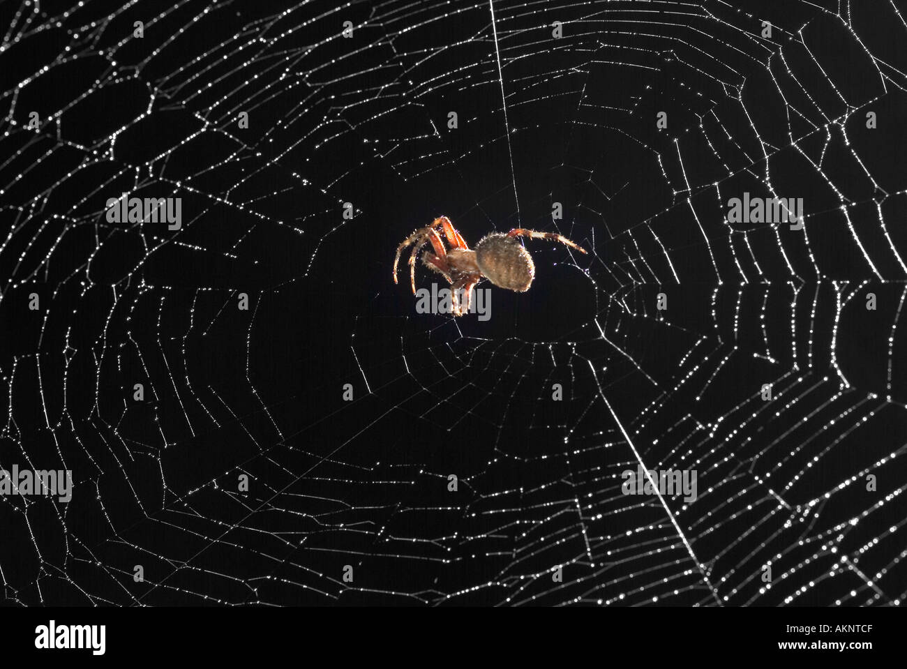 Spider Web Detail At Night Stock Photo