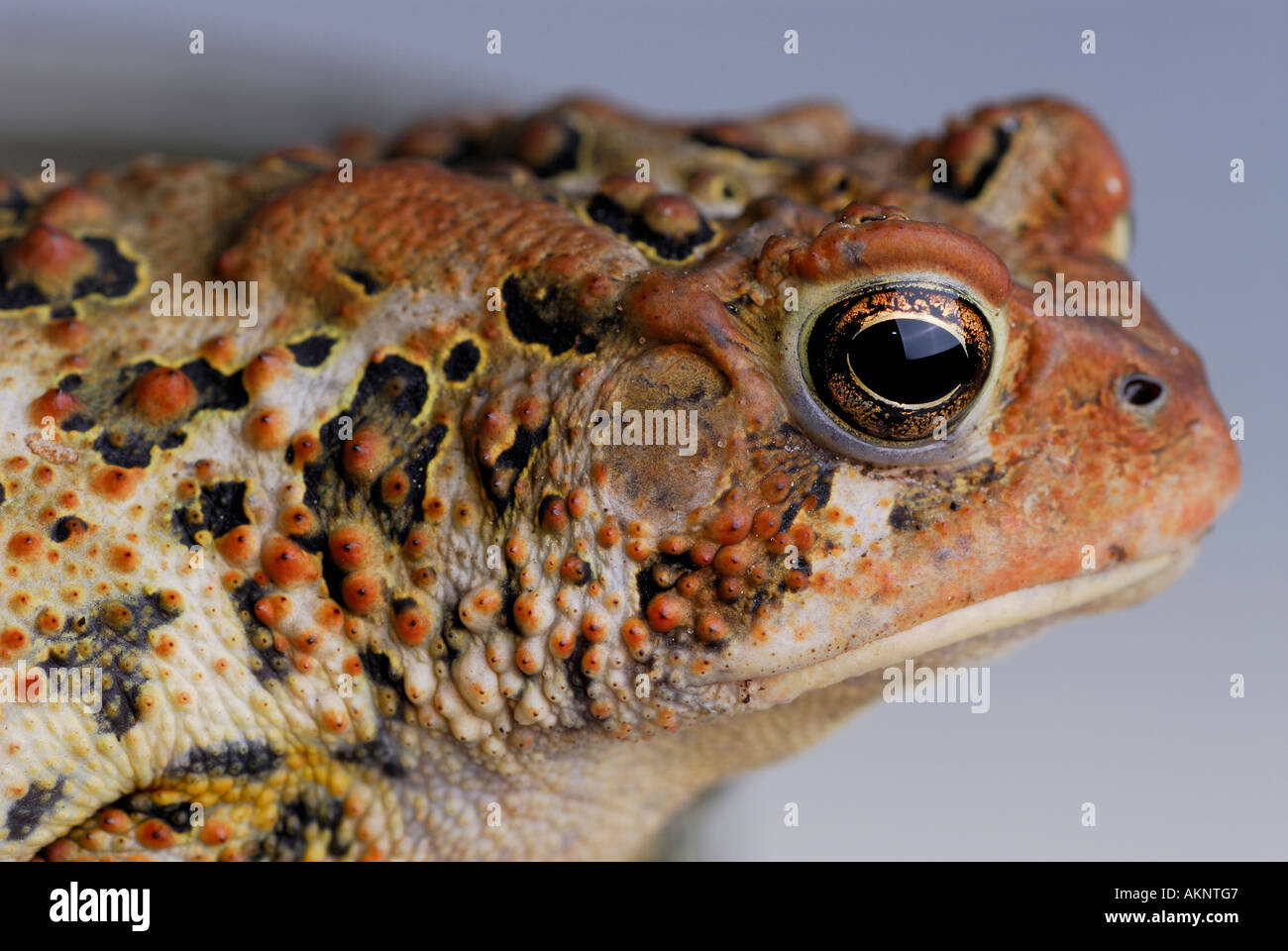 Close up of ugly American Toad  Bufo americanus eye ear and warts Stock Photo
