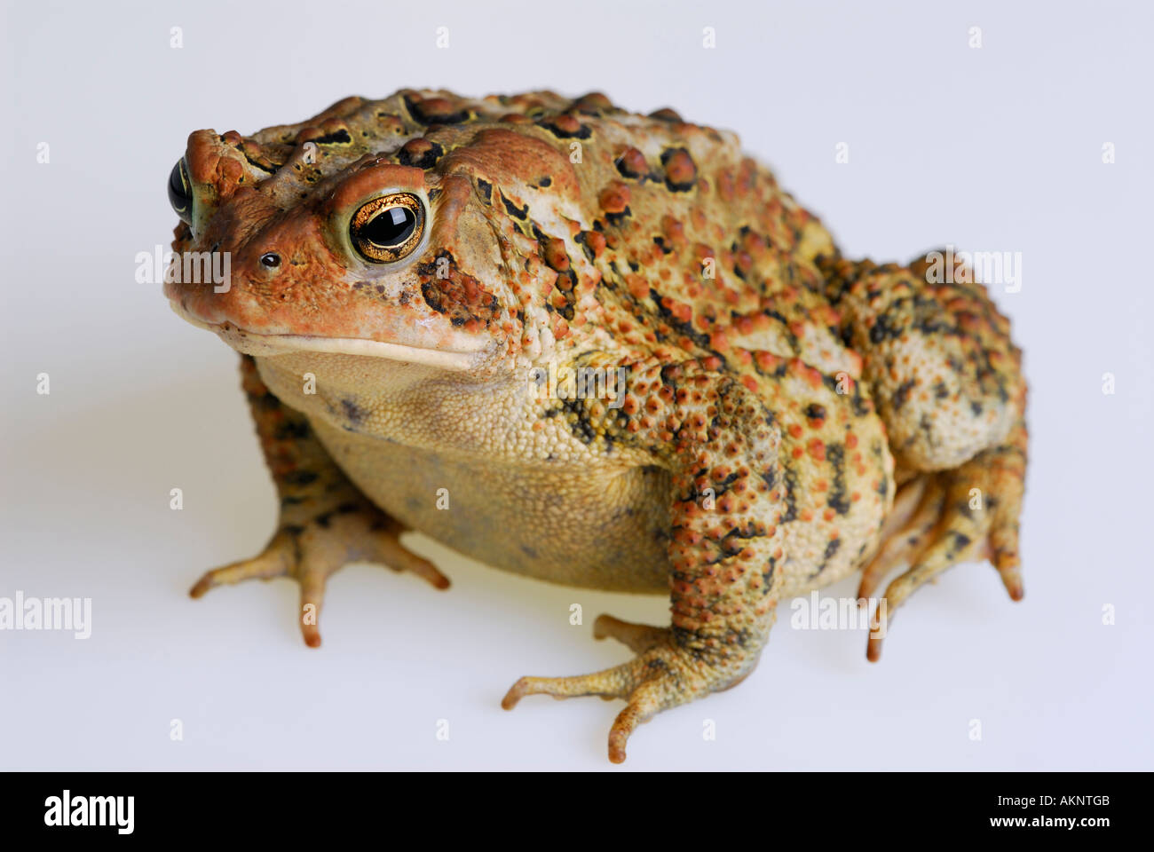 Whole body front view of American Toad  Bufo americanus on white background Stock Photo