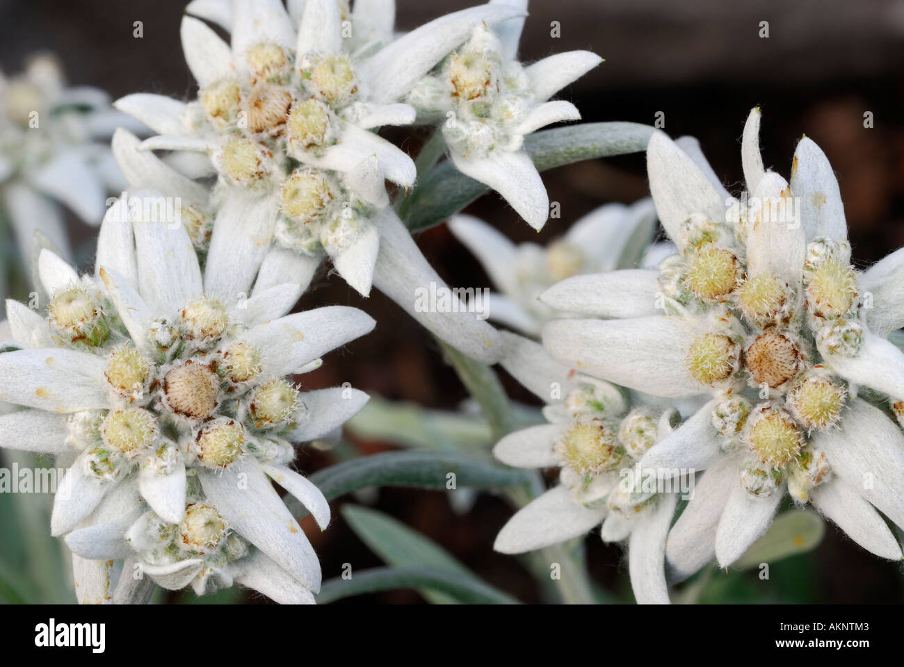 Cluster of alpine Edelweiss flowers with woolly leaves Stock Photo