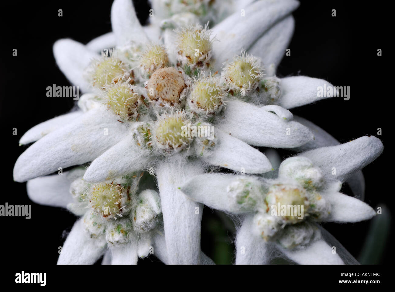 Close up of alpine Edelweiss flowers with white woolly leaves Stock Photo