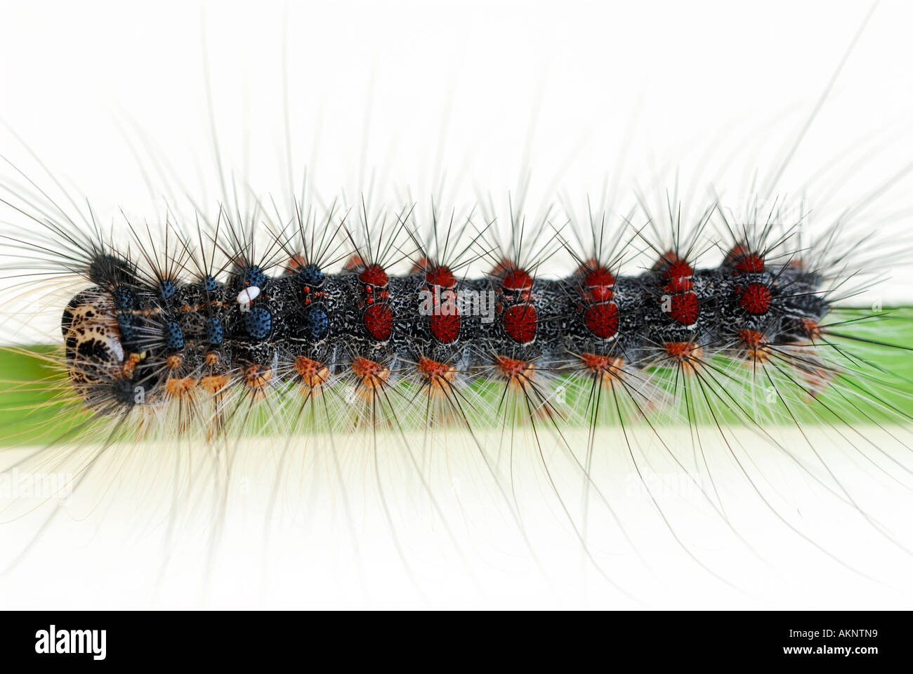 Hairy Gypsy Moth Lymantria dispar larva caterpillar on leaf stem Stock ...