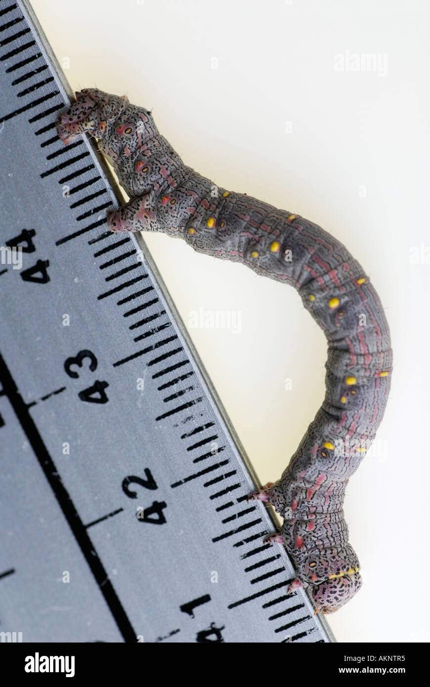 Inchworm geometer moth larvae Geometridae walking on diagonal aluminum ruler Stock Photo