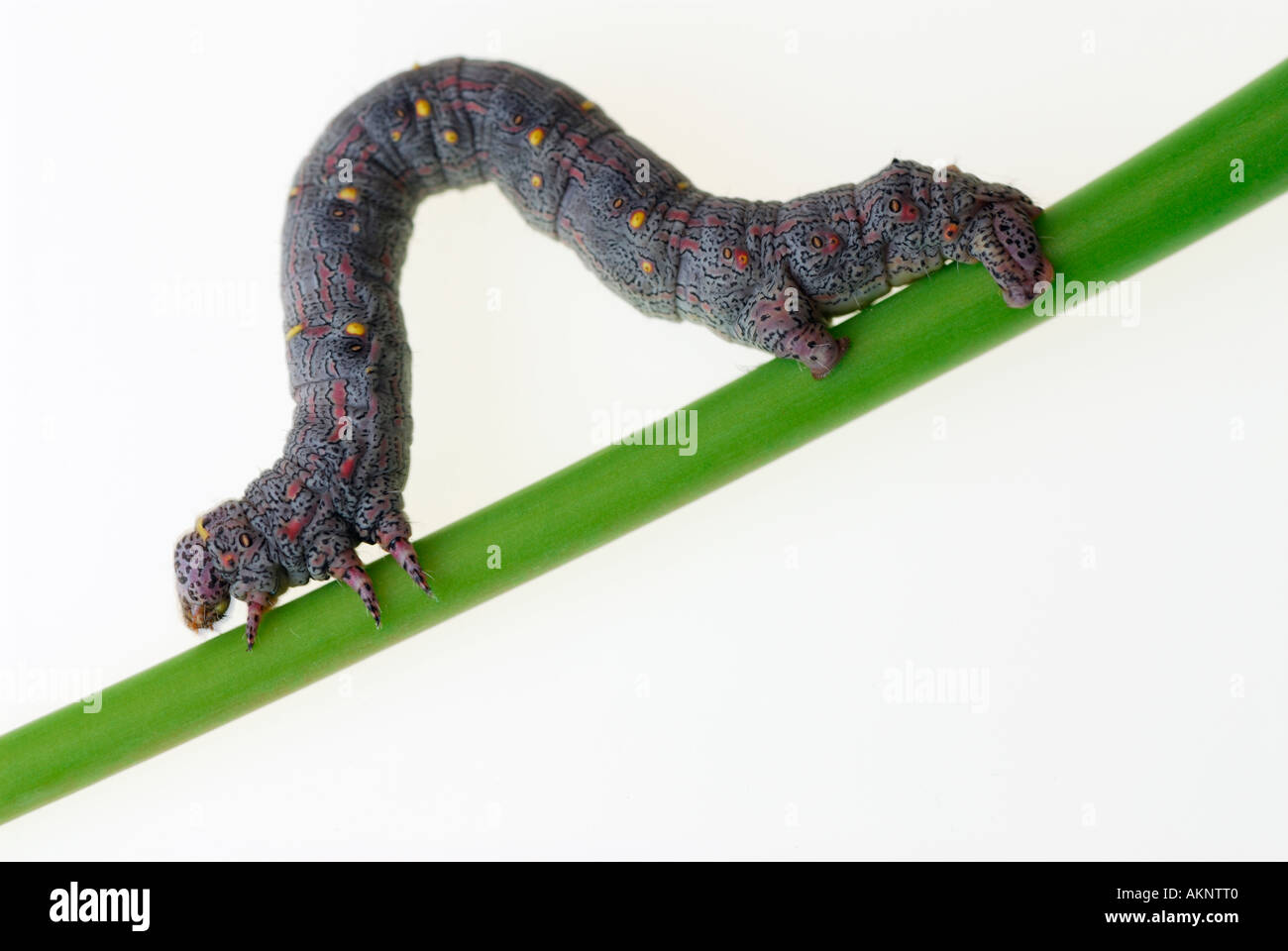 Inchworm geometer moth larvae Geometridae walking on diagonal stem of leaf Stock Photo