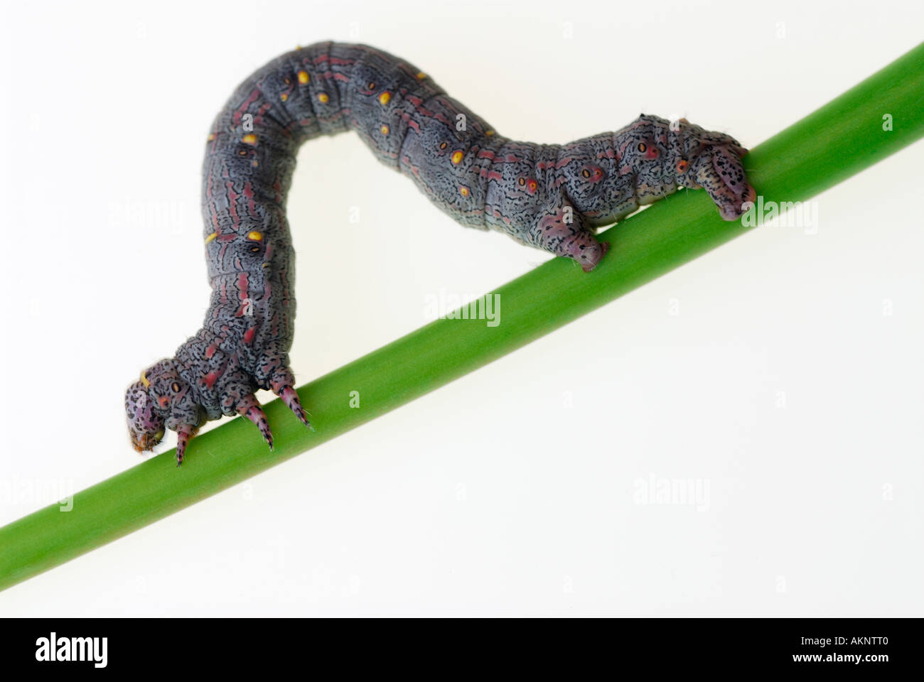 Inchworm geometer moth larvae Geometridae walking on diagonal stem of