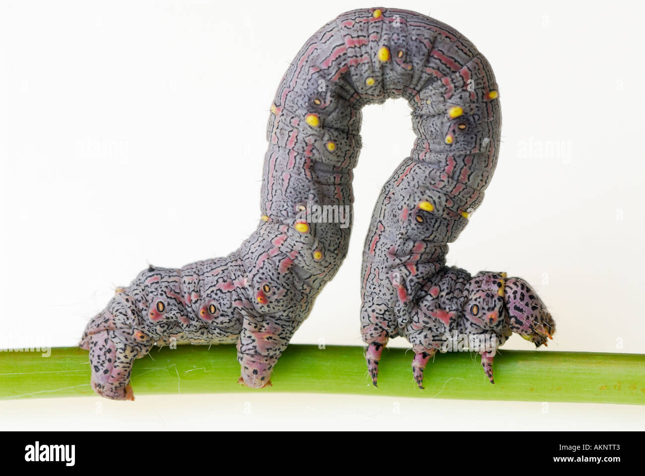 Inchworm branch hires stock photography and images Alamy