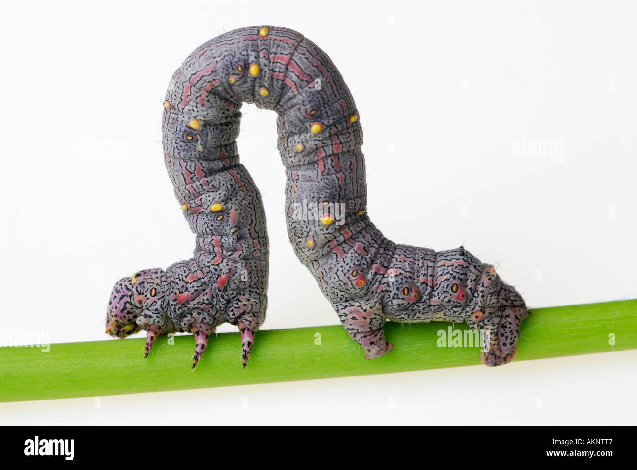 Inchworm geometer moth larvae Geometridae walking on stem of leaf on