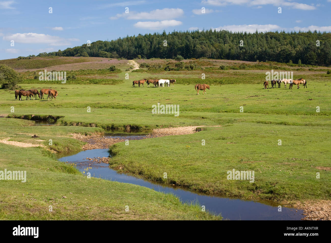 New Forest ponies grazing Stock Photo - Alamy